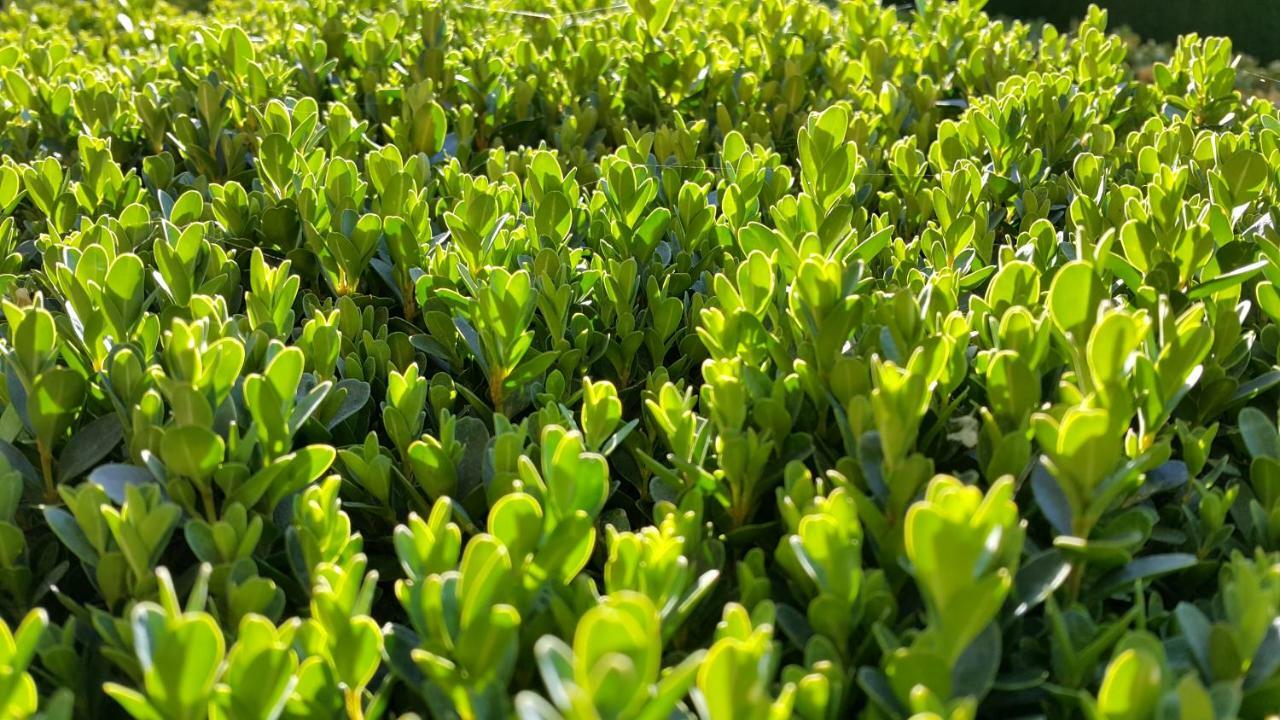 El Jardin De La Abuela Grenade